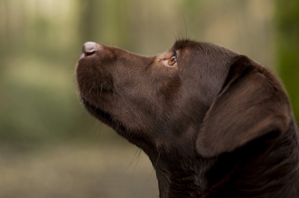 2017 Natur Tiefenschärfe Hund Dog Labrador Braun Hundeportrait Steiermark Österreich Wandern Spazieren