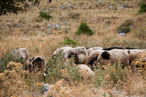 Natur Schaf Schafherde Griechenland Pflanze Landschaft Tier Tiere