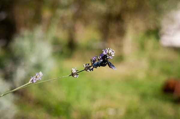 Natur Blaue Holzbiene Cangelasio Biene Lavendel 2014 Tier Insekt Griechenland