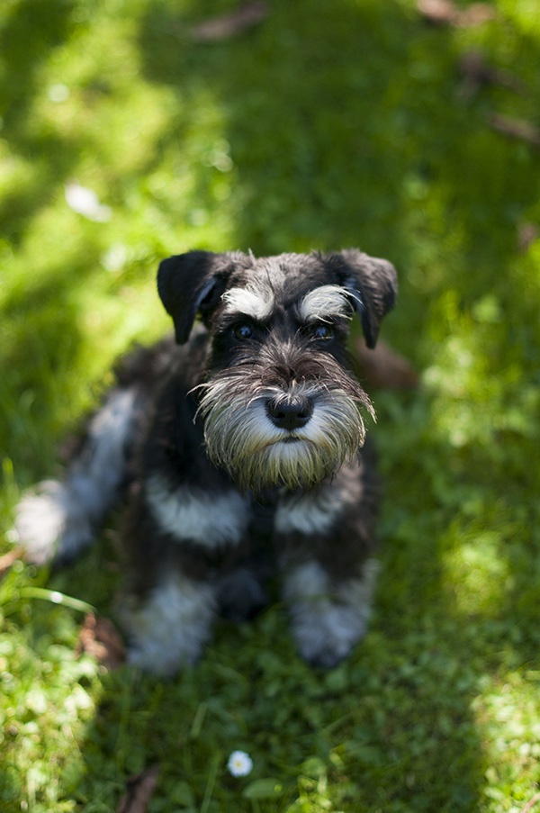 Natur Hund schnauzer Zwergschnauzer Animal Training Center ATC 2016