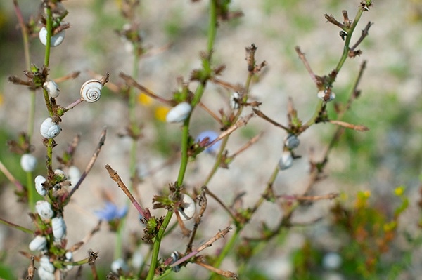 Natur 2014 Schnecke Strauch Kroatien Sommer Schneckenhotel Tier Pflanze