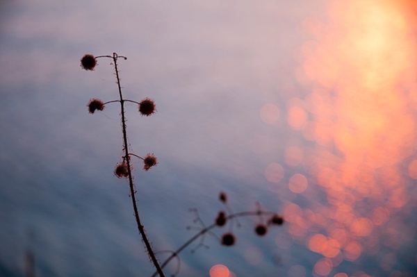 Griechenland 2013 Bokeh Tiefenschärfe Gräser Natur Ring Kreis Meer Sonnenuntergang Glitzer