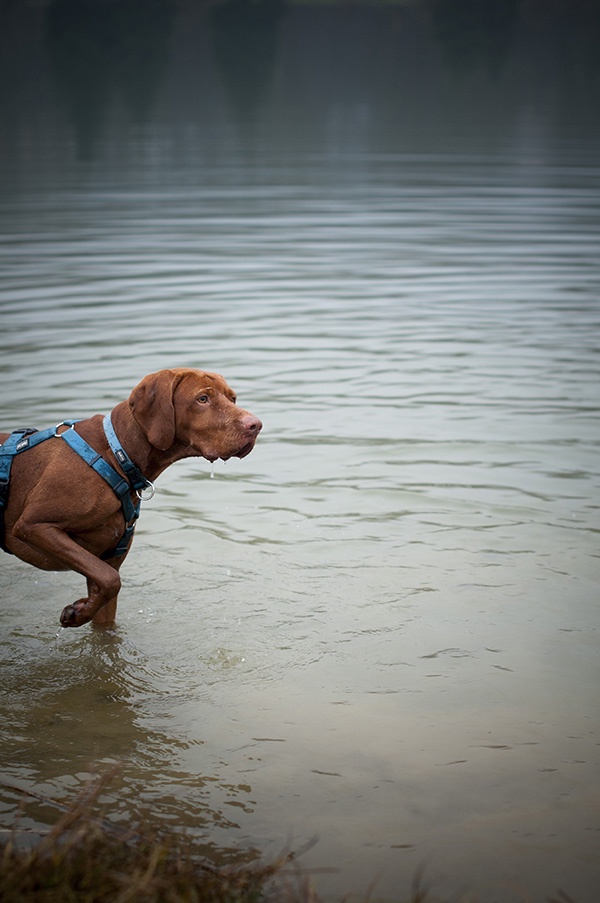 2016 Österreich Wildon See Badesee Hund baden nass Spass Spiegelungen