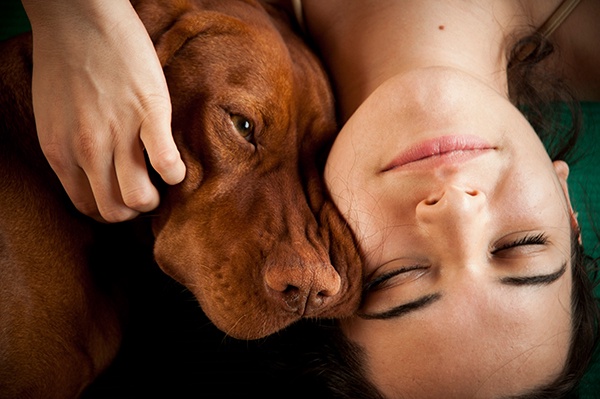 Portrait 2013 Schlafen Entspannen Hund Vizsla Gesicht Schnauze Frau Tier Mädchen Italien Cangelasio