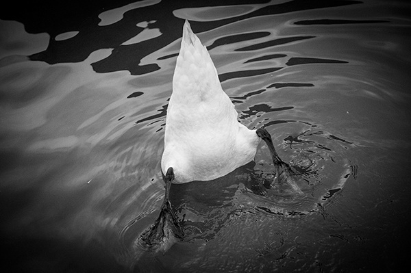 Schwan 2012 London Wasser tauchen kopfunterWasser Schwänzchen indiehöh SW Schwarz weiß Kontrast 2012 England