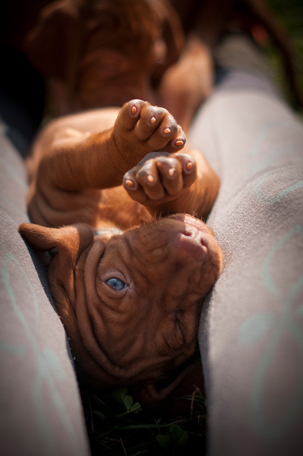 Vizsla Hundebaby 2014 Cangelasio Italien Tier Tierbaby