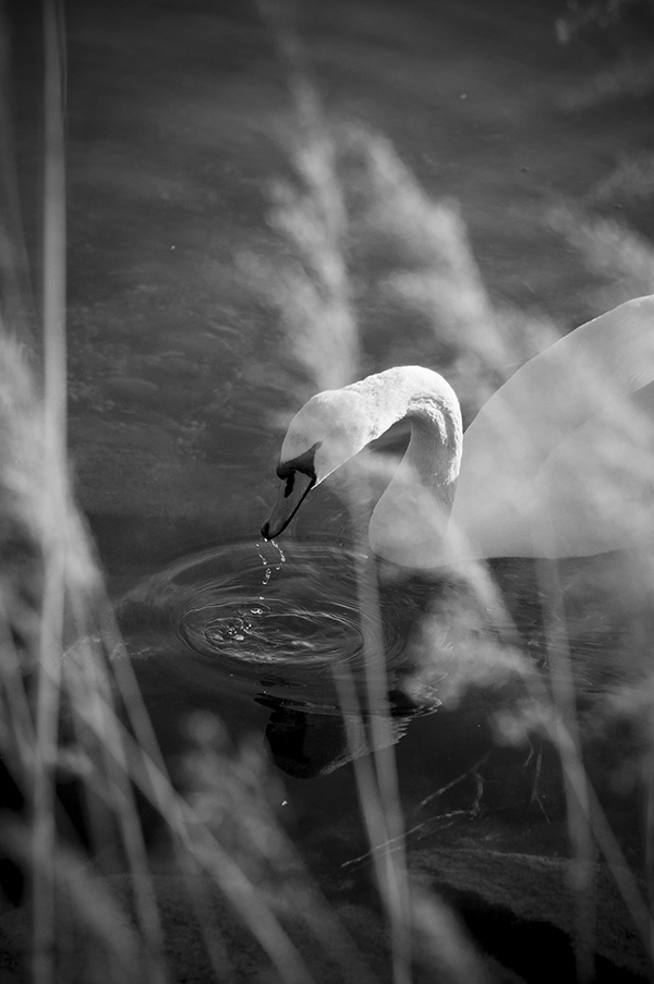 Natur 2017 draussen 2017 Schwan Wien Österreich Donau Fluss Wasser