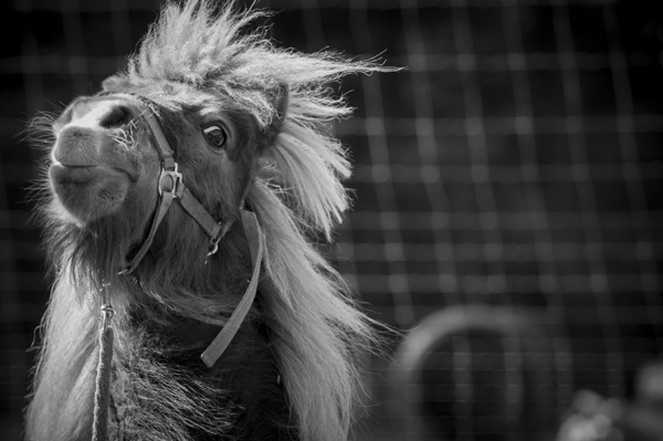 Animal Training Center ATC Rohrbach Frühling Führung Natur Pony 2017 Konditionierung Übung