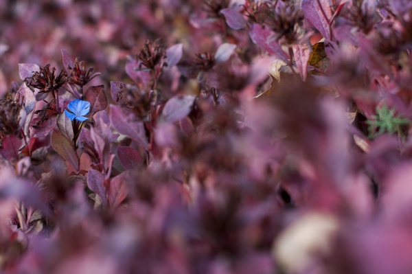 Kontrast Blume Magenta