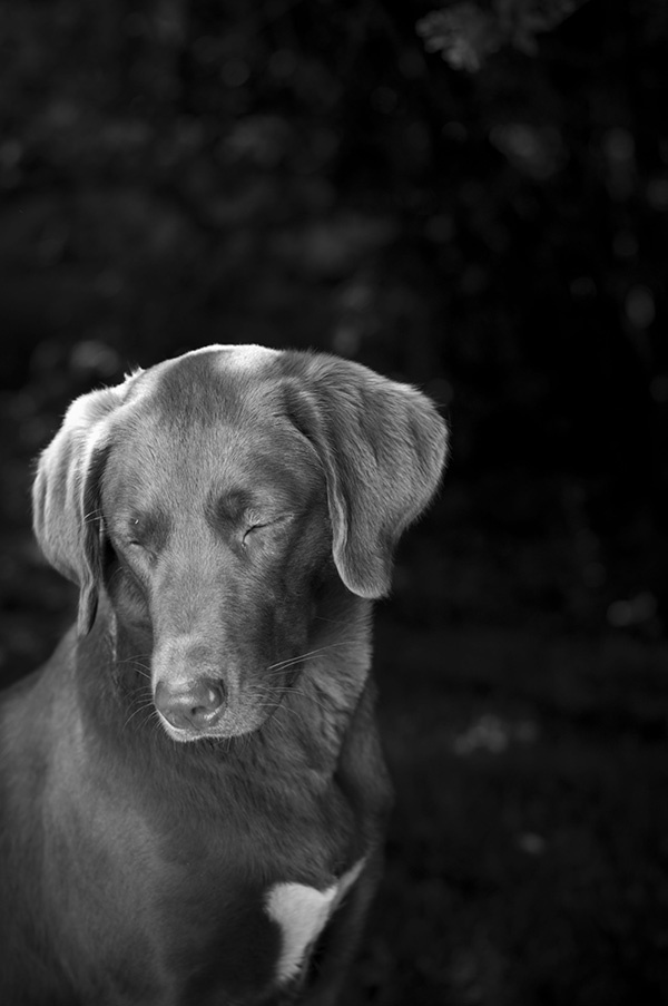 Natur 2016 Hund Schwarzweiß draussen 