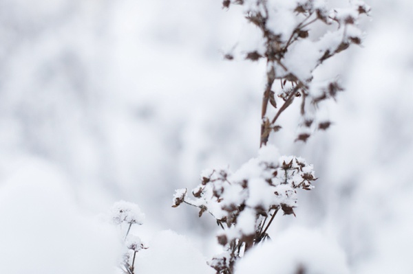 Graz Natur Detail Winter Schnee