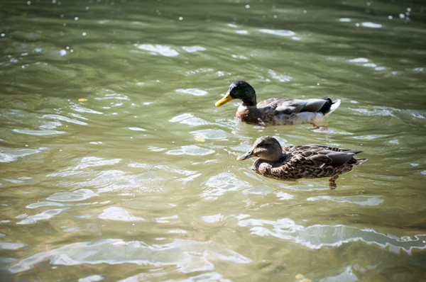 Ente Erpel Natur Tiere Wasser schwimmen Paar