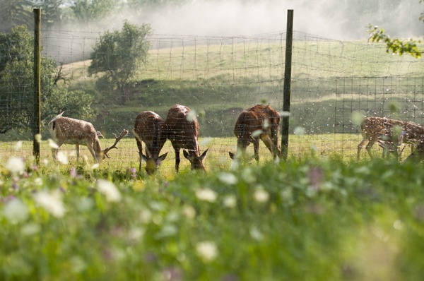 Natur Nebel 2016 Damwild Damhirsch Farben Schärfentiefe Lichtspiel Zaun begrenzung Licht Hell