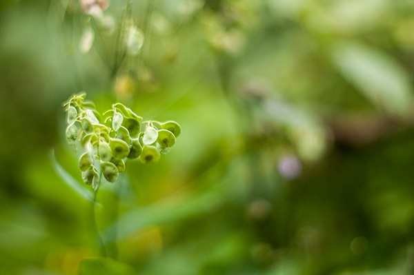 Natur Pflanze Grün Tiefenschärfe Bokeh Ring Kreis Eisenerz 2014 Österreich