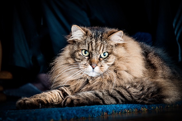 Natur Katze Flauschig Teppich Nahaufnahme Wildkatze Funkeln Augen Fell 2013 Graz Österreich