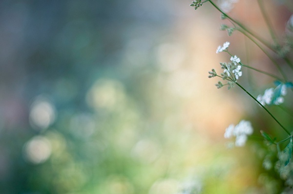 Natur Bokeh Ring Kreis Biene Nahaufnahme Tiefenschärfe Blume Pflanze Farbe Verlauf Farbverlauf Schattierung 2014 Graz Österreich Schlossberg