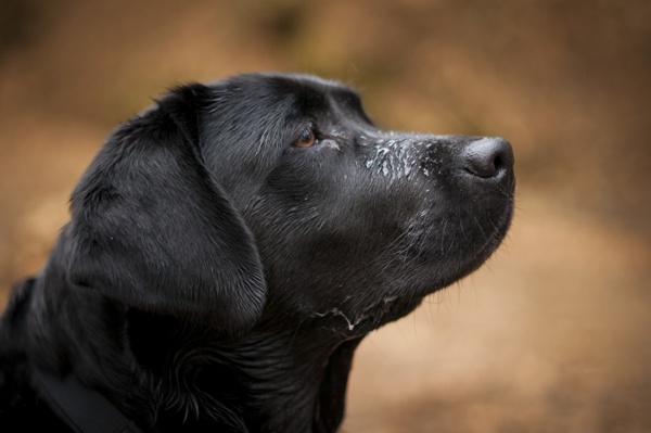 2017 Natur Tiefenschärfe Hund Dog Labrador Braun Hundeportrait Steiermark Österreich Wandern Spazieren