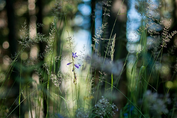 Natur Bokeh Schöckl Graz Gräser Tiefenschärfe Österreich