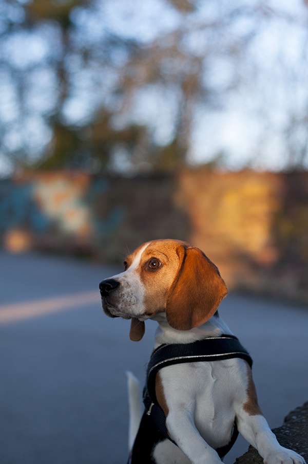 Rosa Natur Hund Beagle Sonnenuntergang Schlossberg