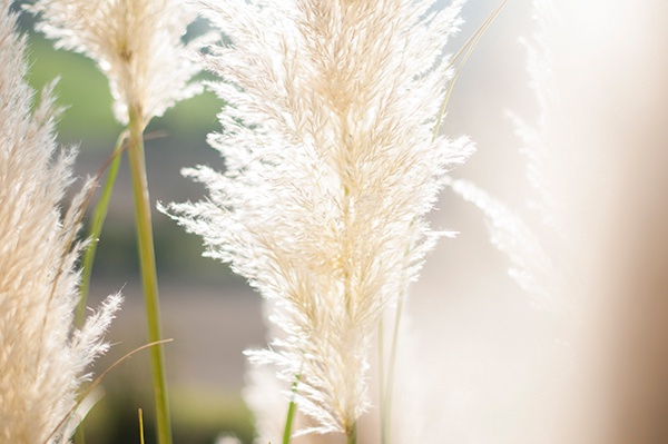 Natur Pampasgras Sonnenstrahlen Licht Lichtstrahlen Pflanze Gras Italien Cangelasio