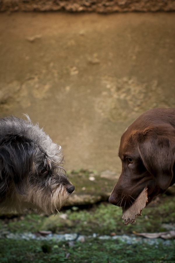 Hund Hunde Hundeduell Natur Schnauze