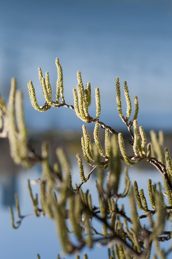 Natur 2017 draussen Baum Blüten Wien Österreich Donau Fluss Wasser Himmel Natur 