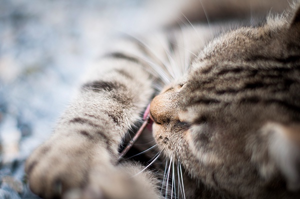 Natur Katze Schlosskatze Stein Ast spielen Nahaufnahme Barthaare 2014