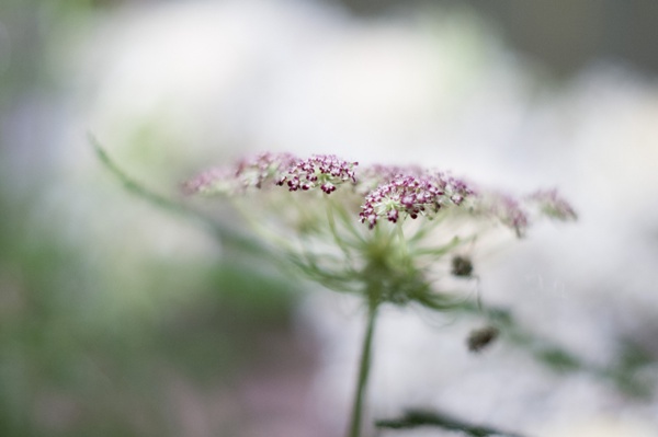 Blumen Tiefenschärfe weiß