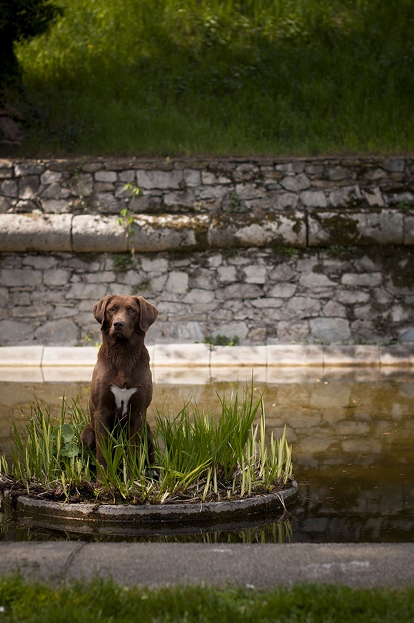 Hund Labrador Stadtpark Park 